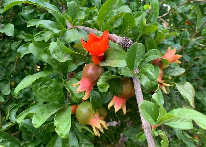 Casa Palmeras Гранадилла-де-Абона